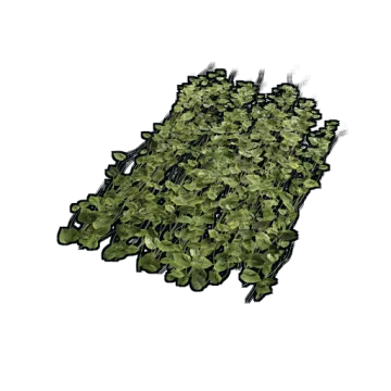 Jungle Ivy