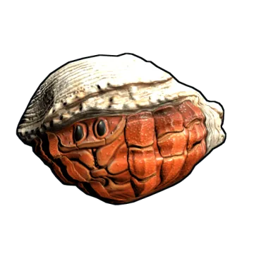 Hermit Crab Rock